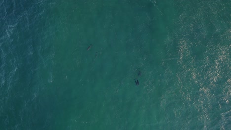 aerial view of the tasman sea with a pod of bottlenose dolphins - drone shot