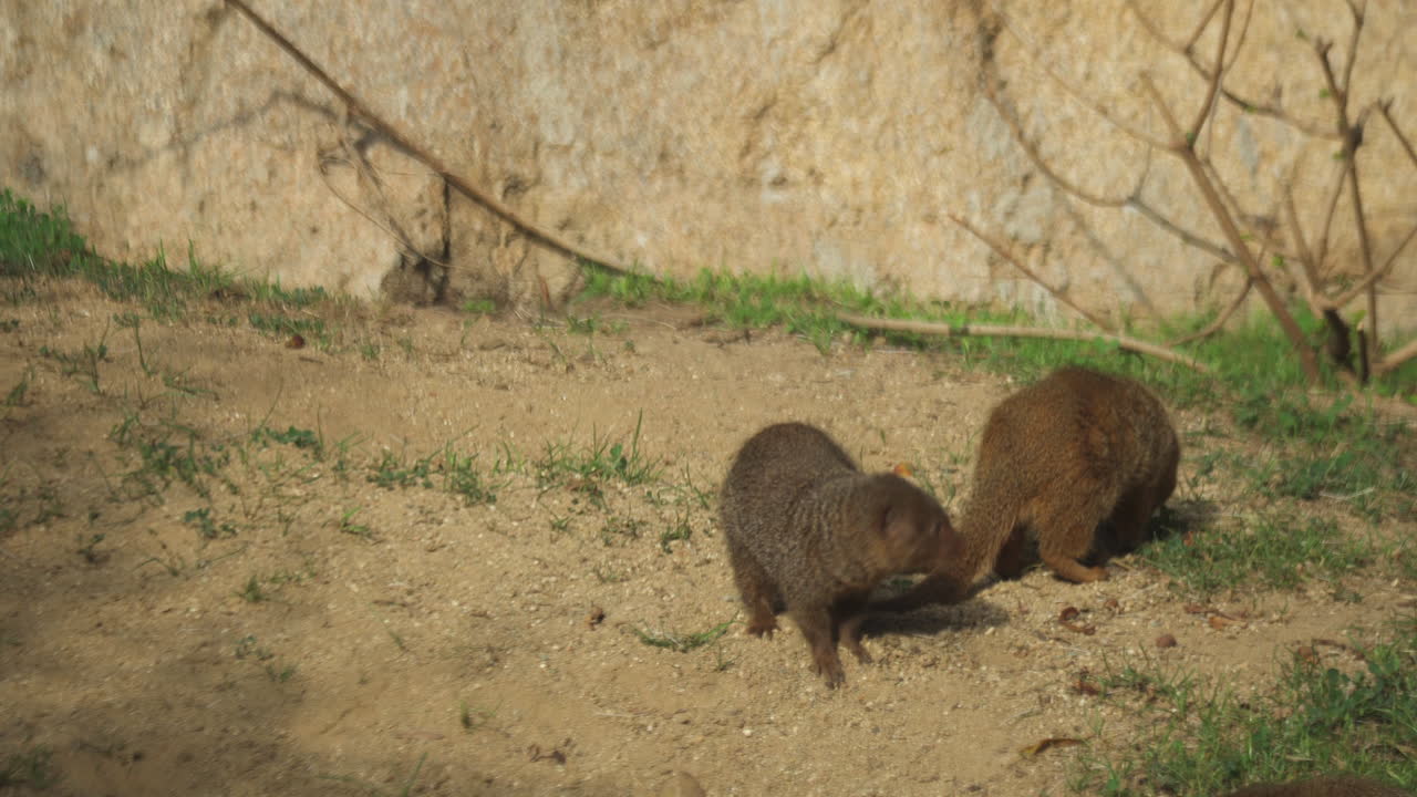 dos mangostas enanas helogale parvula en busca de insectos para comer en el zoológico de san diego, california, estados unidos