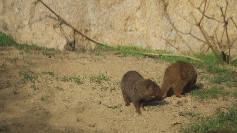 two dwarf mongooses helogale parvula searching for insects to eat in san diego zoo, california, united states