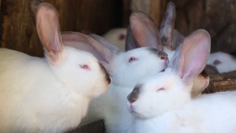 white albino rabbit in a cage on a farm