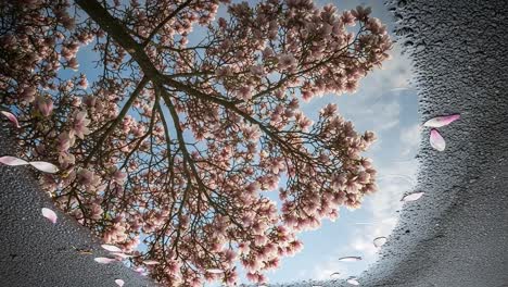 reflections of blossoming magnolias: nature's serenity captured in water, showcasing the beauty of spring amidst a tranquil surface reflection