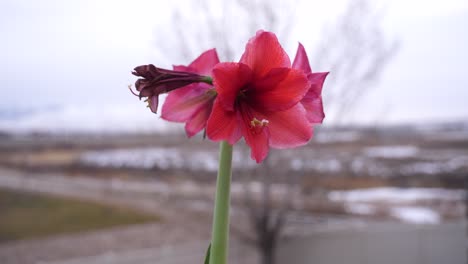 Red-amaryllis-flower-blossoms-in-a-garden-box,-isolated-in-parallax-motion