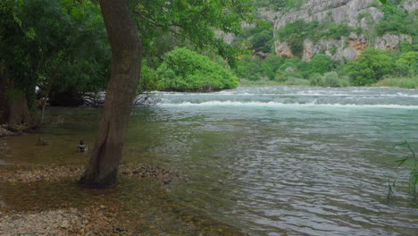 ducks are swimming towards krka waterfalls