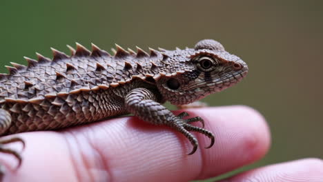 close-up of a spiky lizard on a person's hand