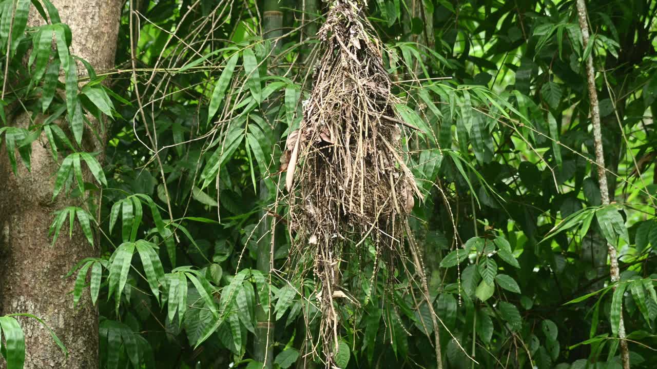 Becchincappuccio fosco, Corydon sumatranus.