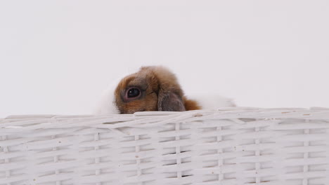 studio shot of miniature brown and white flop eared rabbit sitting in basket bed on white background