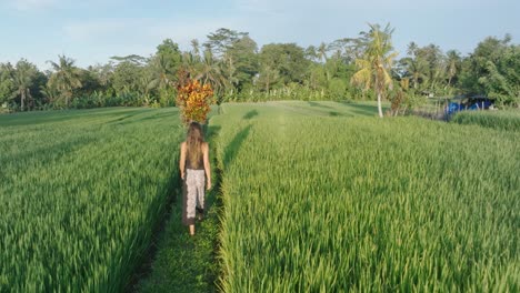 slow motion drone shot following barefoot woman walking through rice paddies in ubud bali indonesia at sunrise