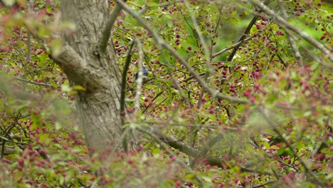 Indigo-bunting-migratory-bird,-Passerina-cyanea-species,-feeding-in-the-canadian-woods