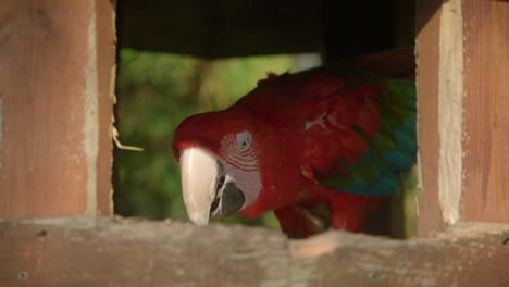 hermoso loro rojo comiendo granos k cerrar