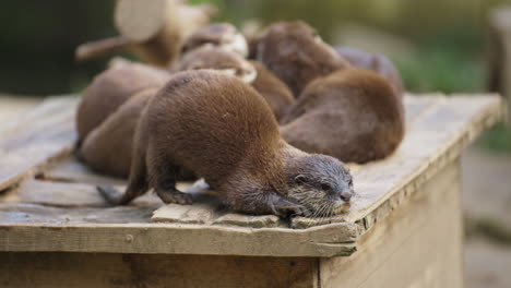 Grupo-De-Nutrias-Orientales-De-Garras-Pequeñas-Relajándose-En-Una-Caja-De-Madera,-Una-Nutria-Rasca-El-Cuerpo-Con-Picazón