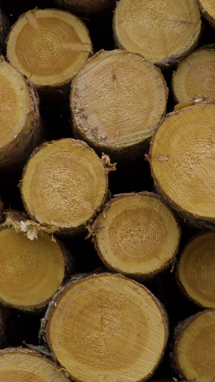 A detailed close up of freshly cut pine logs stacked together, showing wood grain and rings. Perfect for forestry, timber industry, and environmental content.