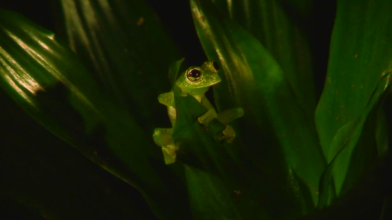 녹색 청개구리는 밤에 열대 우림에 앉아