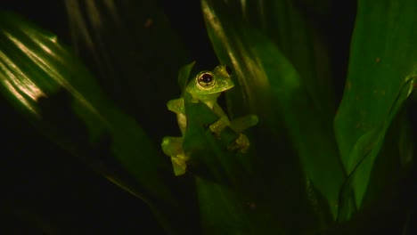 a green tree frog sits in the rainforest at night