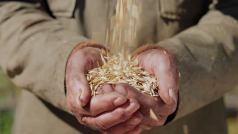 el agricultor inspecciona su cosecha con las manos y sostiene las semillas maduras de avena. si bien la avena es adecuada para el consumo humano como harina de avena y avena enrollada, uno de los usos más comunes es como alimento para el ganado.