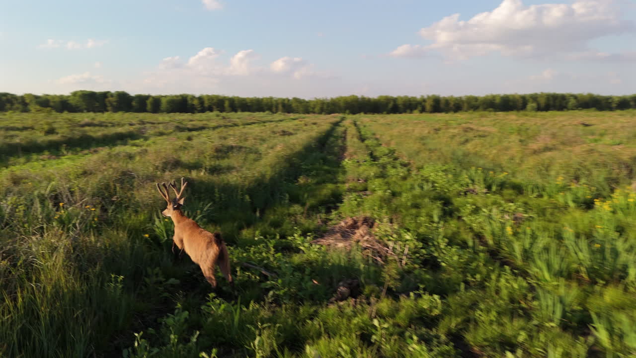 Swamp deer wading through wetland habitat in Misiones, Argentina, drone view