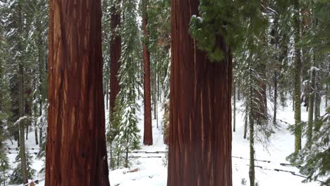 Twin-Sequoia-Trees-Grow-Side-By-Side-On-The-Congress-Trail-At-Sequoia-National-Park