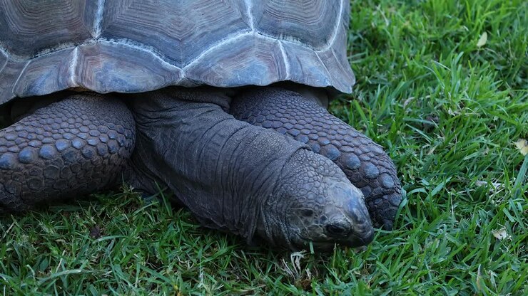 Tortoises moving on grass at Melbourne