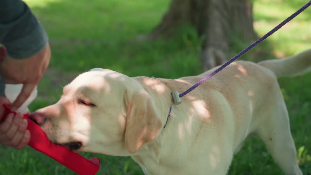 강아지 훈련 시 평화를 유지하려면, 훈련은 부드러운 행동과 야외에서의 침착함을 보상하는 데 중점을 둬야 해요. 주인이 보상 기반 훈련과 침착함 강화를 통해 평온한 야외 경험을 조성합니다.