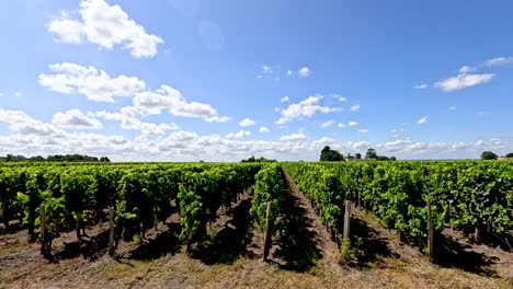 a serene vineyard under a bright blue sky