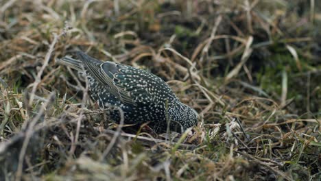 common starling looking for food in grass and taking bath in water puddle