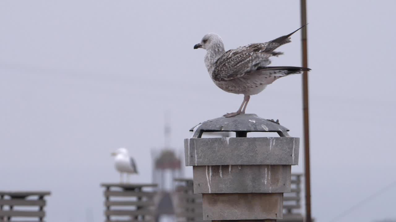 흐린 날 옥상에서 비상을 준비하는 갈매기