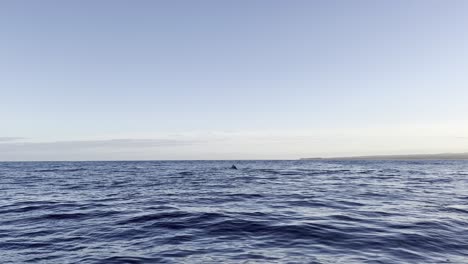 a humpback whale mother and calf break the water with their dorsal fins to breathe