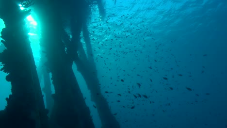 escuela de chromis por el muelle