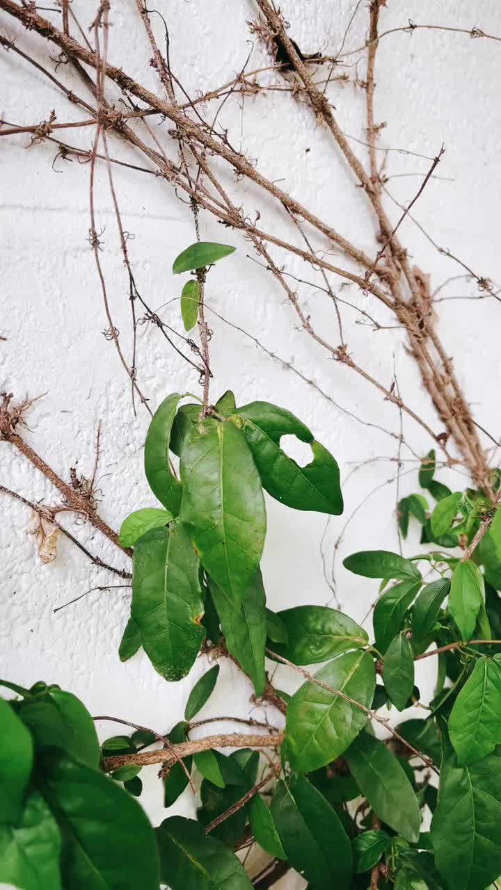 Climbing plant on a white wall