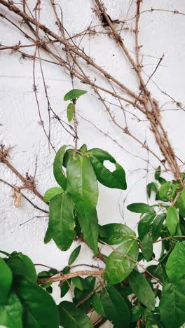climbing plant on a white wall