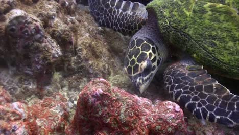 Hawksbill-turtle-eating-3