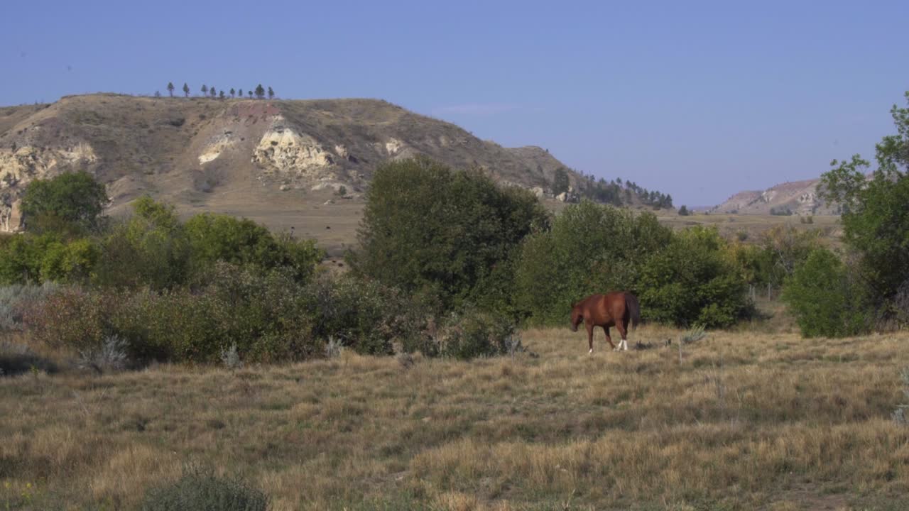 A horse in Eastern Montana walks camera right to camera left through a field with a mountain in view in slow motion. Filmed at 60fps in 1080 HD on a Sony a7sii. Handheld, wide shot.