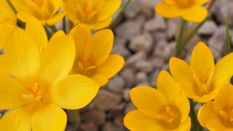 Crocuses-with-beautiful-flowers-multicolored