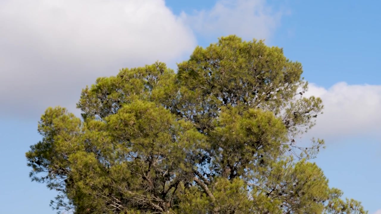 Cima di un albero con piccole foglie verdi