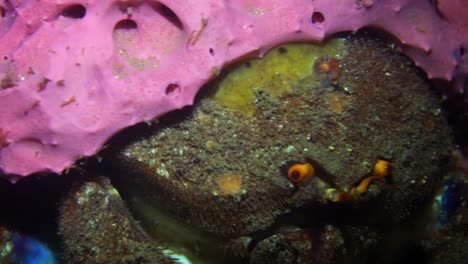 Southern-Sponge-Crab-Austrodromidia-australis-Edithburgh-South-Australia-4k-25fps