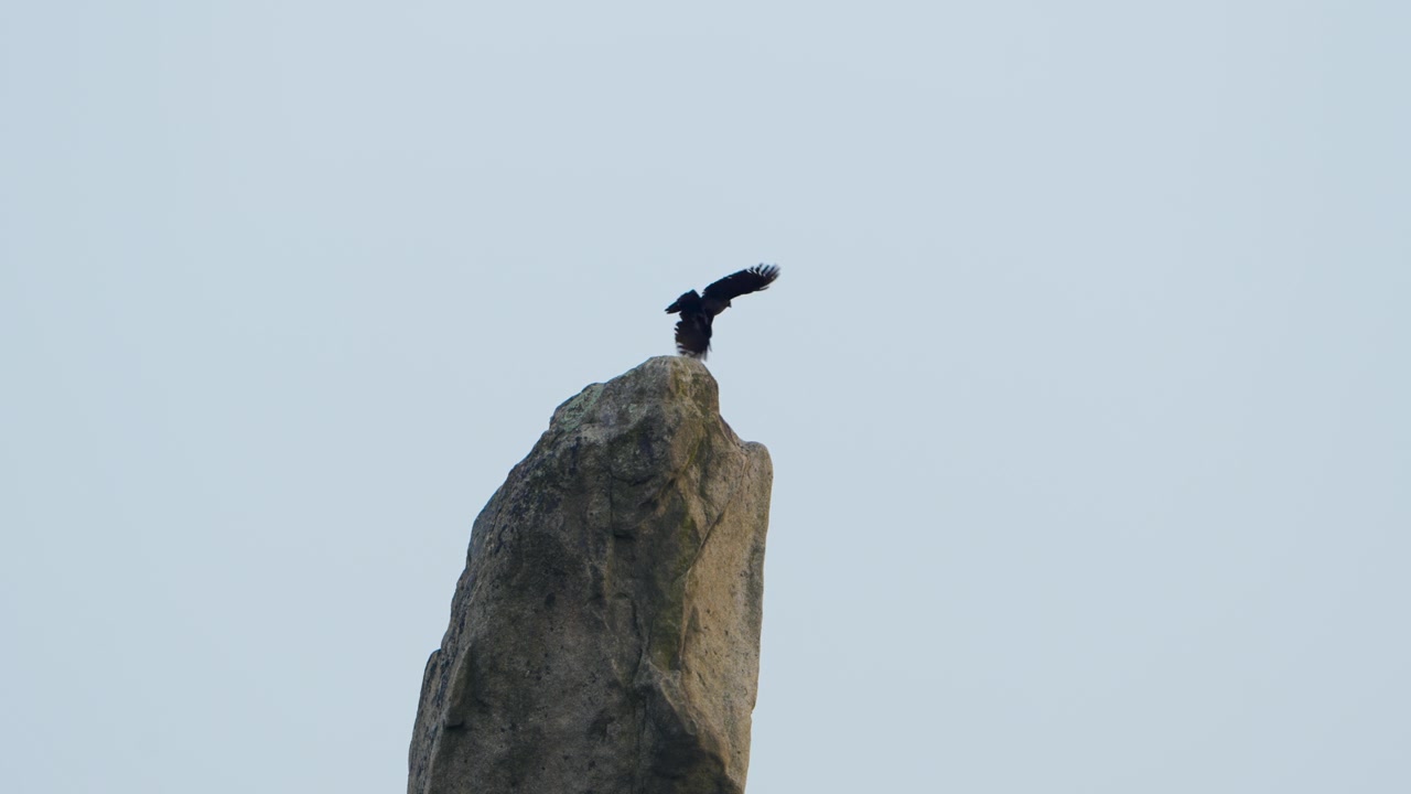 Un corvo beccogrosso si posa in cima al suggestivo pinnacolo di roccia granitica Yeonjudae sul monte Gwanaksan a Seul, poi spicca il volo come una silhouette contro un cielo grigio pallido, al rallentatore.