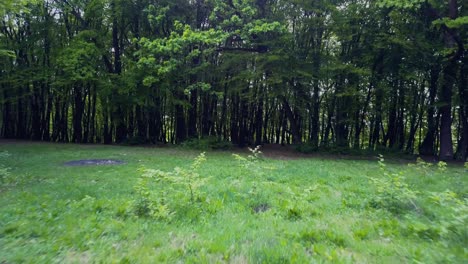 A-clearing-in-the-woods-and-trees-with-grass-at-the-Forests