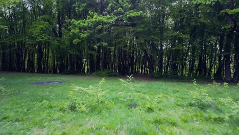 a clearing in the woods and trees with grass at the forests