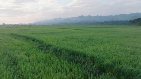 avance aéreo sobre campos de arroz verde con montañas en el fondo, sabana de la mar en república dominicana