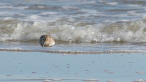 hermosos pájaros dunlin en busca de alimento por las olas de la playa - de cerca