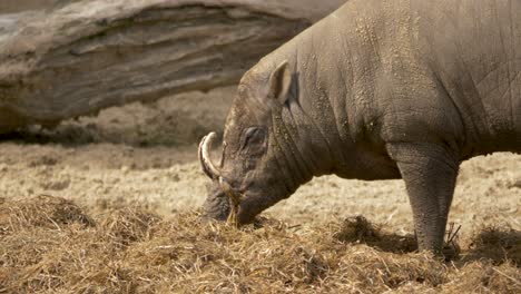 vista lateral de cerca de un babirusa del norte de sulawesi con grandes colmillos en indonesia