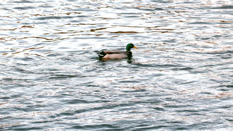 Ducks-swimming-on-the-lake