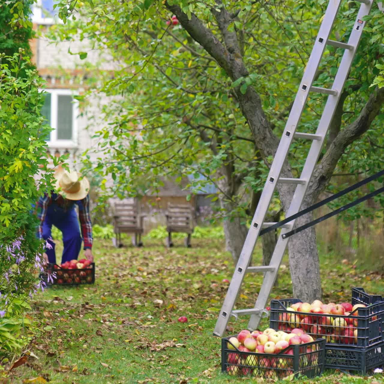 Fruit farmer harvesting an apple. Farmer bringing a ladder for picking up