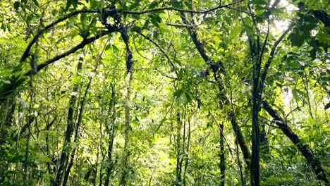 Hiker-point-of-view-walking-on-trail-through-tropical-rainforest-wilderness-revealing-the-crown-of-the-trees