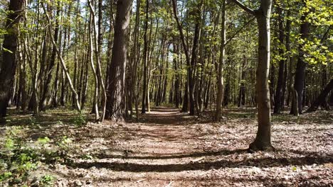 camino del bosque