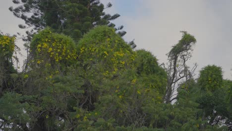an overgrowth of yellow trumpet vines encase the trees with flowering plants as an invasive species
