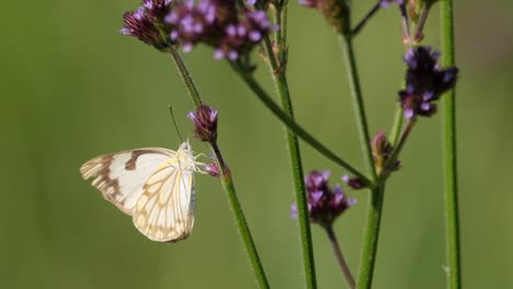brown veined white butterfly flying near vervain weed
