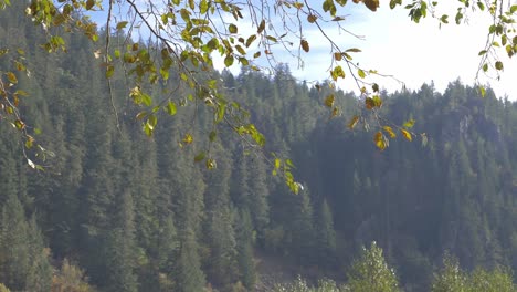 Dense-Spruce-Trees-At-Forest-Mountain-During-Misty-Morning