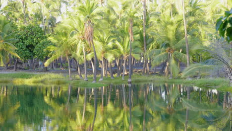 mauna lani fish ponds reflections, hawaii mauna lani
