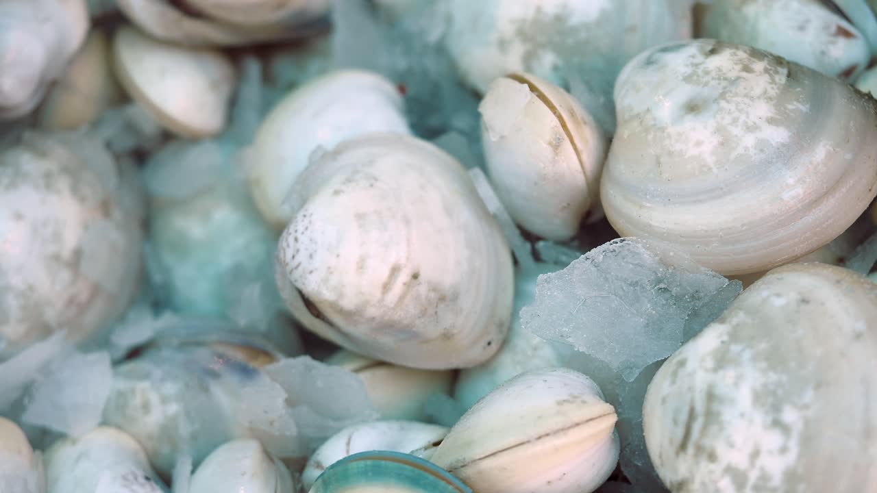 Close-up of Fresh Clams on Ice