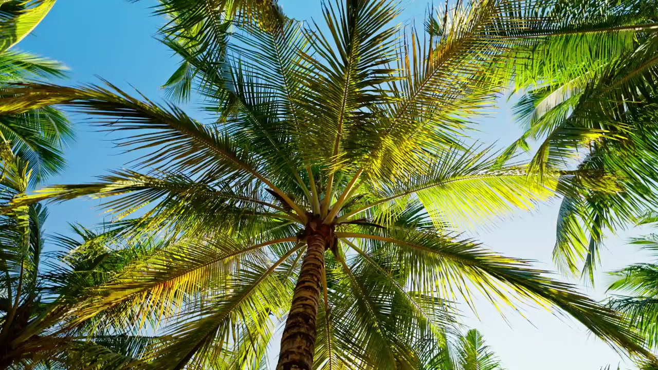 Corone a strati di palme da cocco riempiono l'inquadratura contro un cielo tropicale luminoso, le fronde illuminate dal sole che brillano di verde in un'immagine estiva lussureggiante e senza tempo dallo Sri Lanka, una fitta volta di verde puro